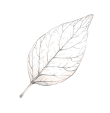 One Leaf Publishing